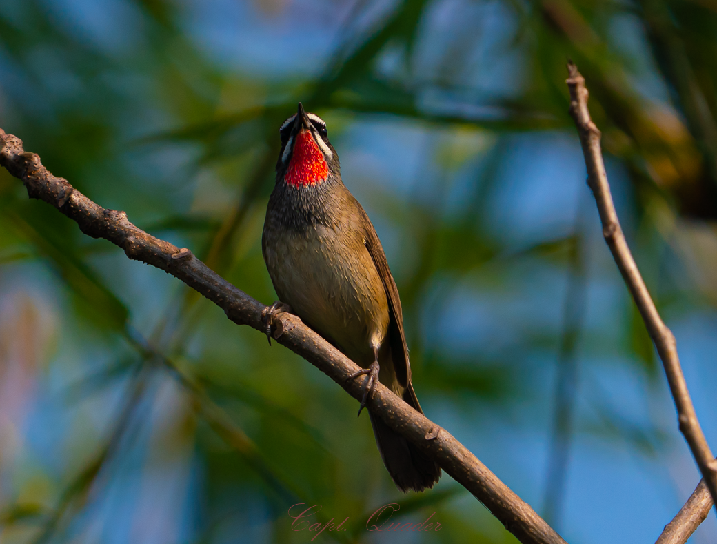 Siberian Rubythroat - ML638898512