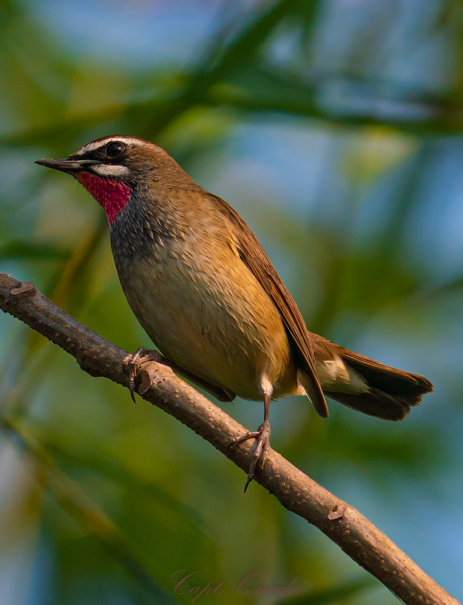 Siberian Rubythroat - ML638898516