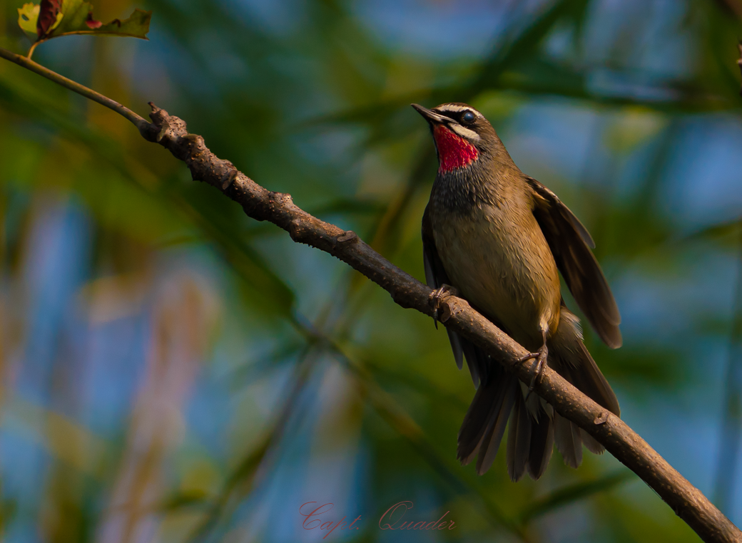 Siberian Rubythroat - ML638898526