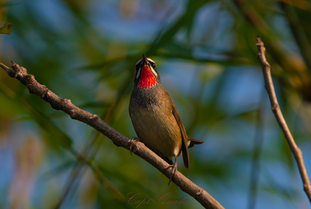 Siberian Rubythroat - ML638898534