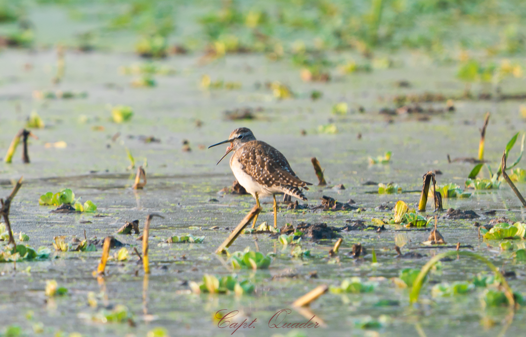 Wood Sandpiper - ML638898547