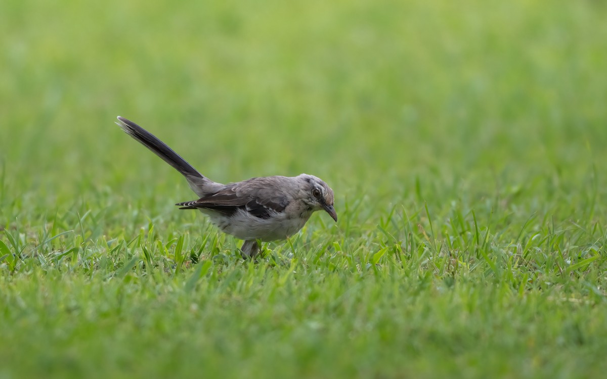 drozdec tropický - ML638898550