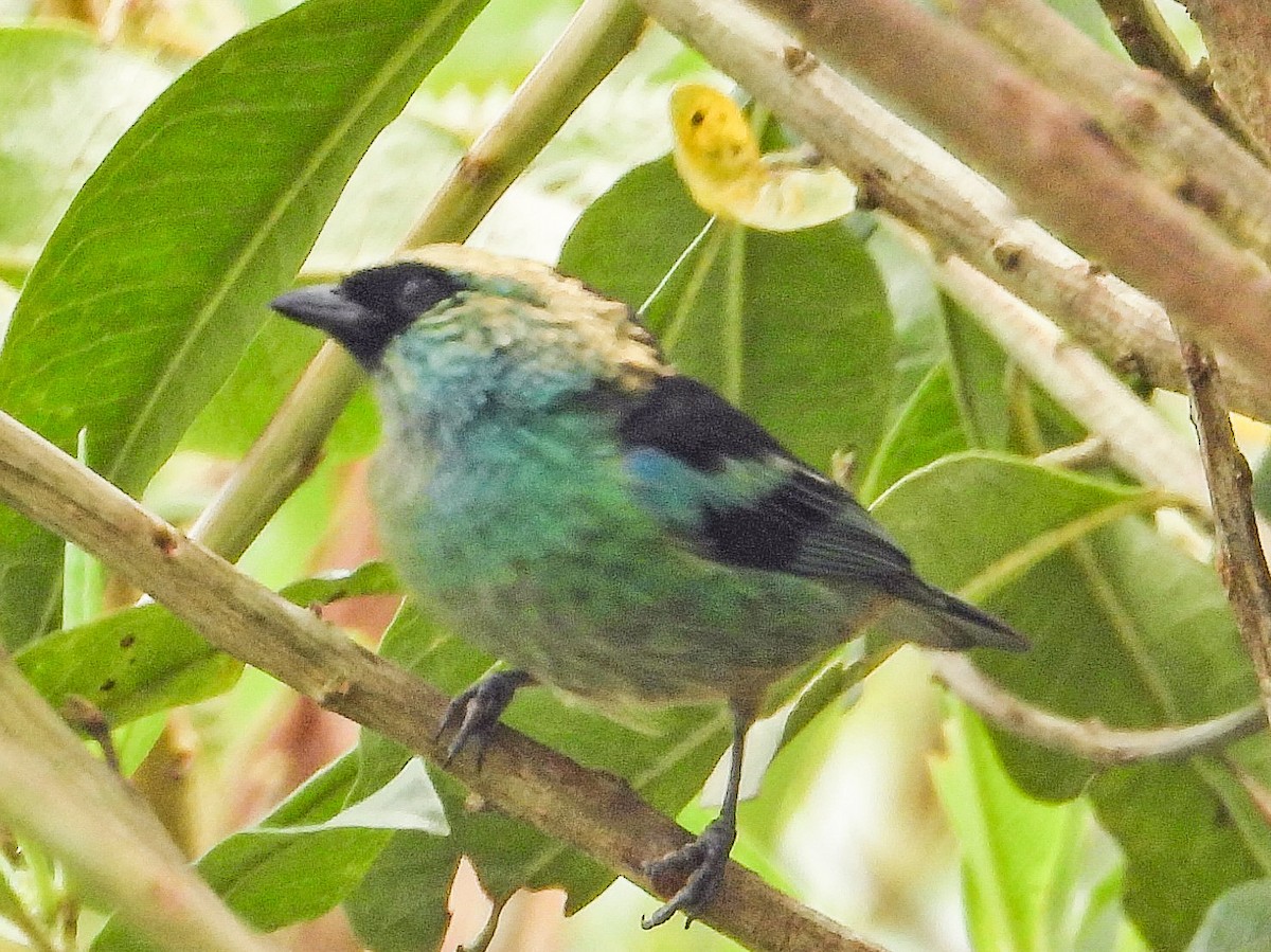Metallic-green Tanager - ML638898571