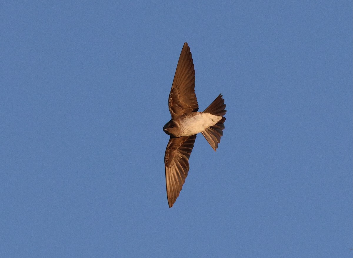 Purple Martin - ML638898578
