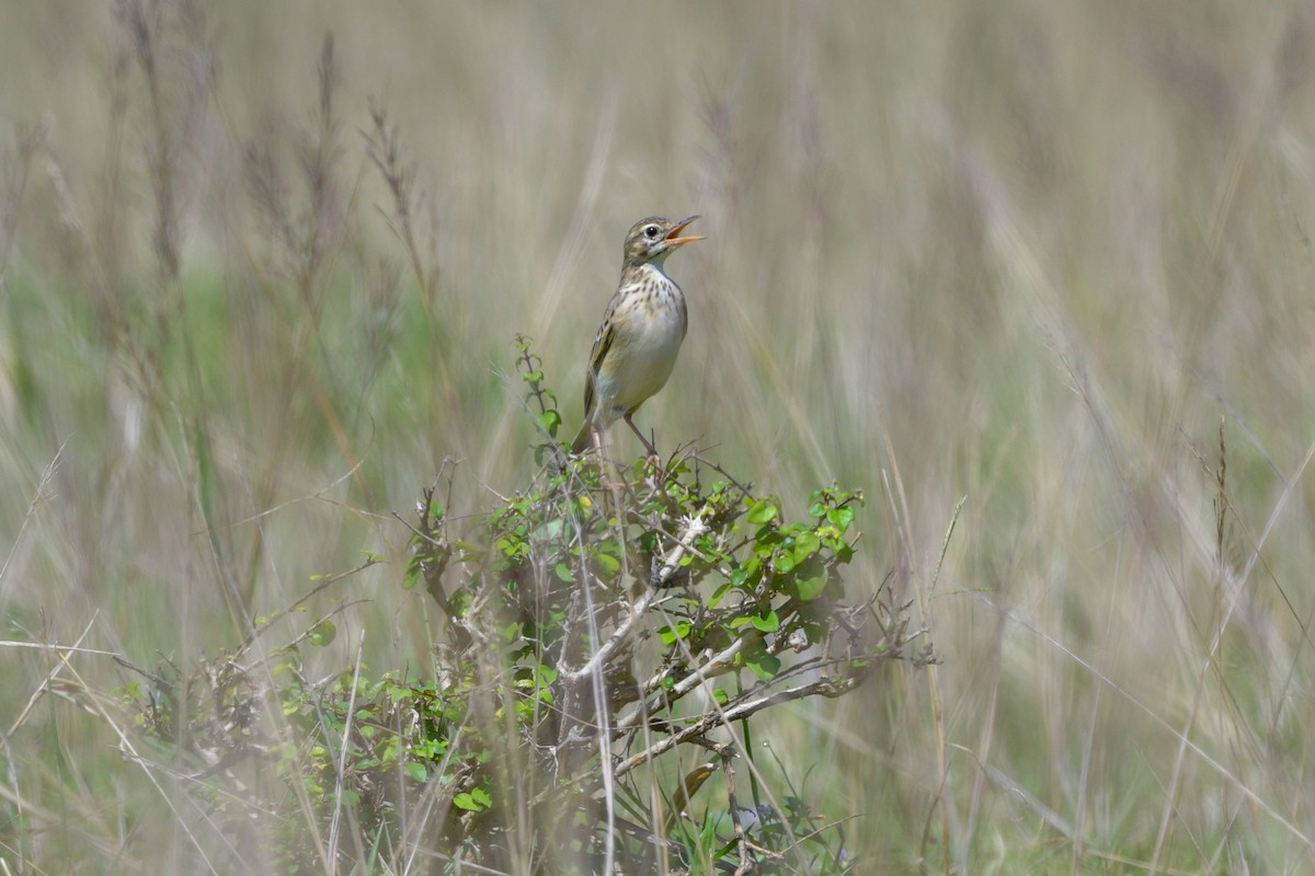 Paddyfield Pipit - ML638898579