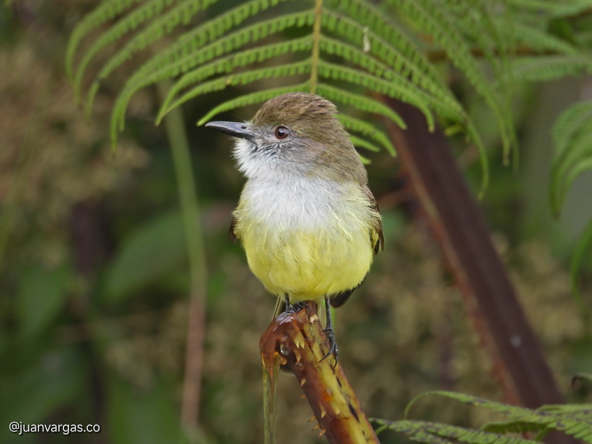 Pale-edged Flycatcher - ML638898602