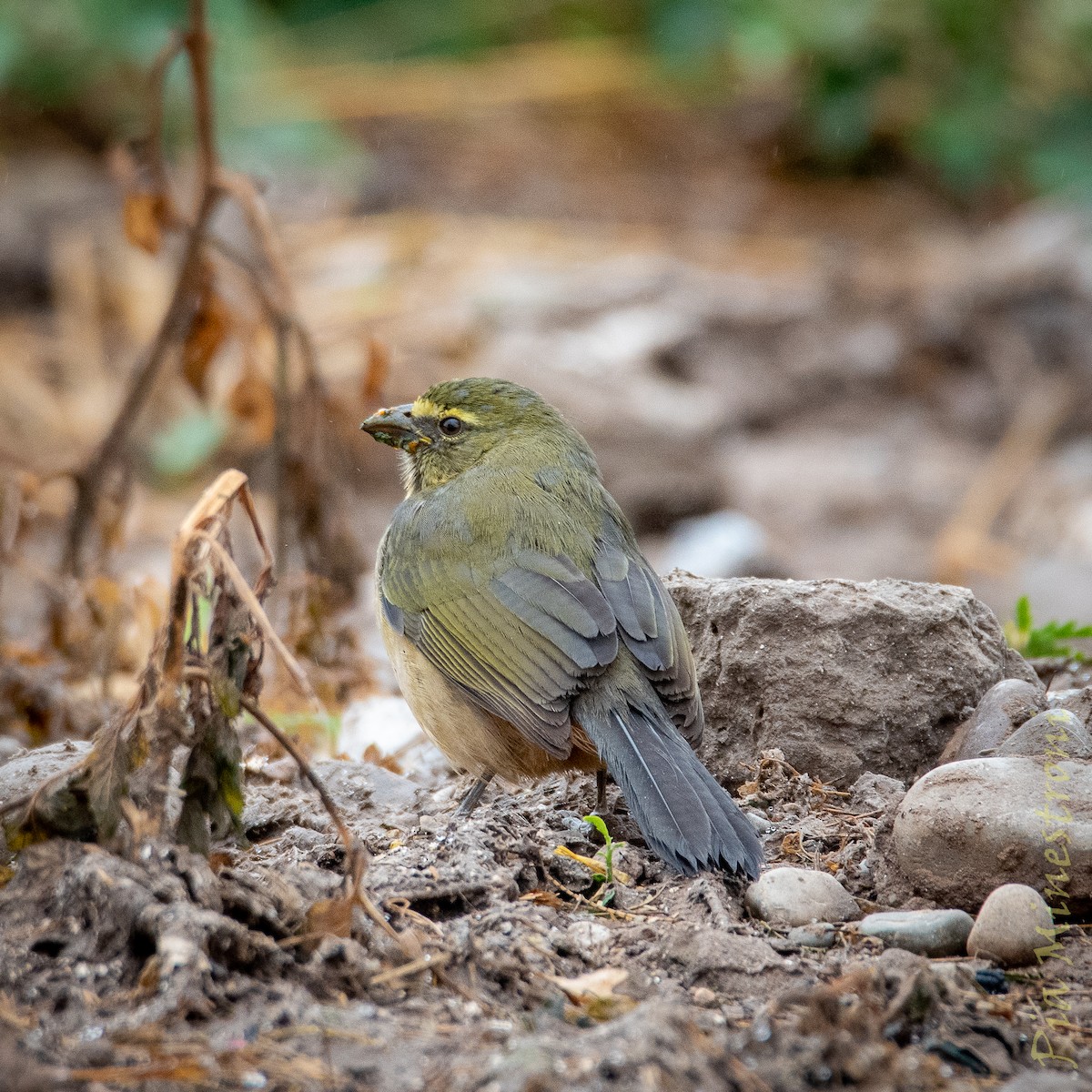 Bluish-gray Saltator - ML638898642