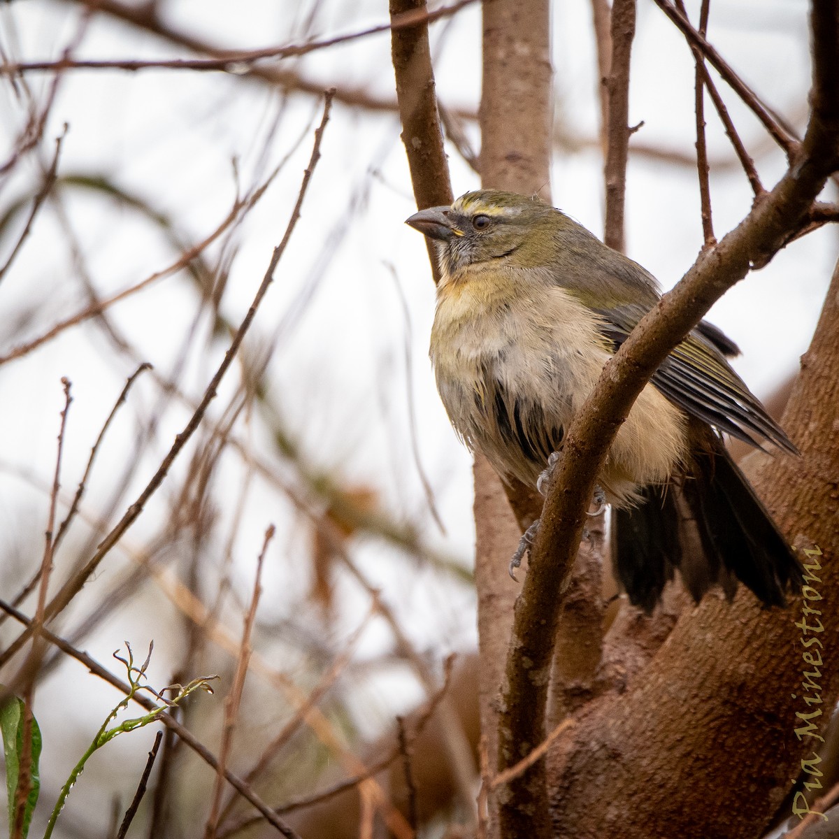 Bluish-gray Saltator - ML638898644