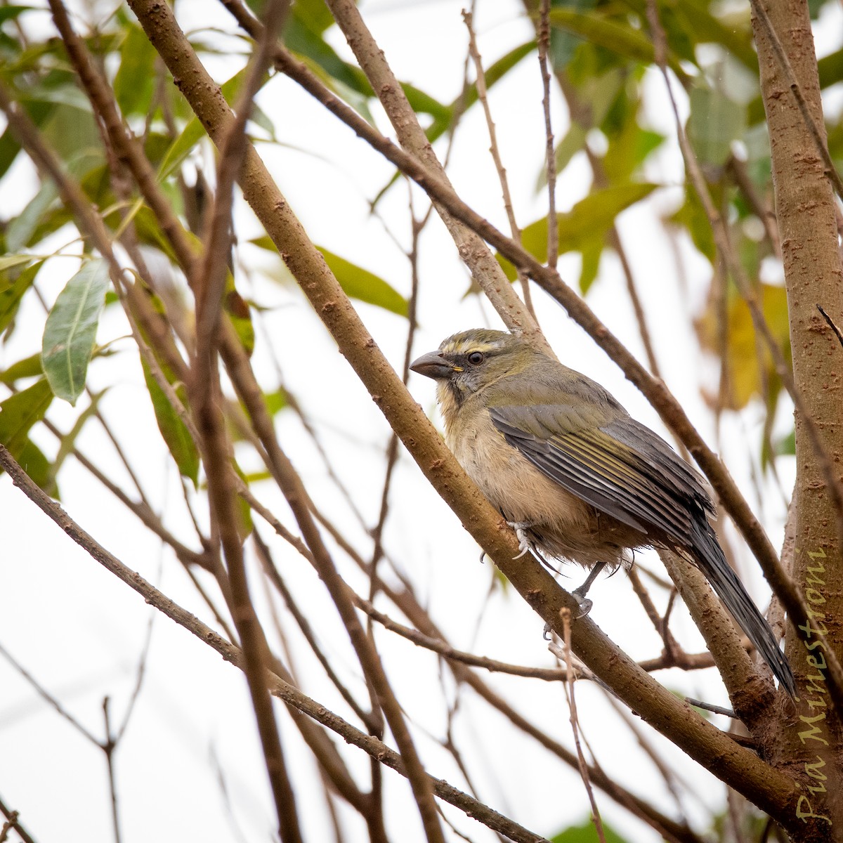 Bluish-gray Saltator - ML638898645