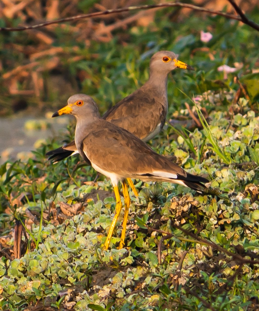 Gray-headed Lapwing - ML638898655