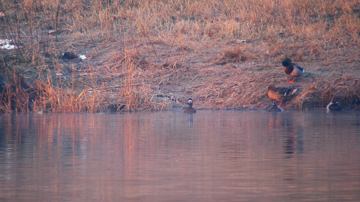 Greater Scaup - ML638898663