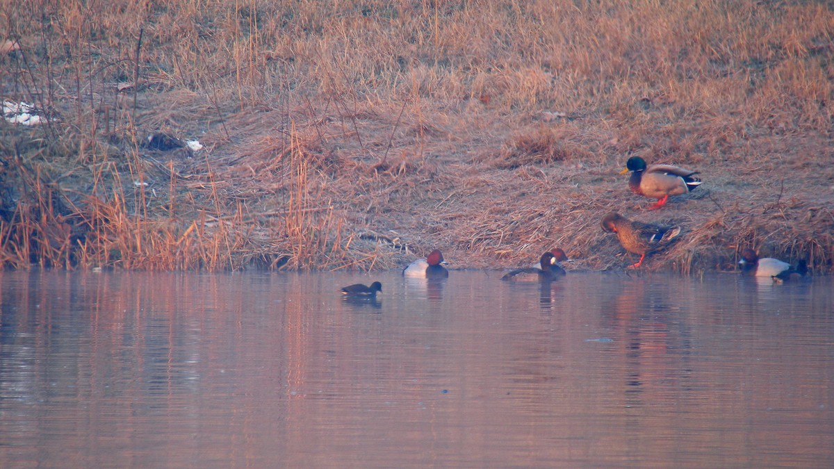 Greater Scaup - ML638898664