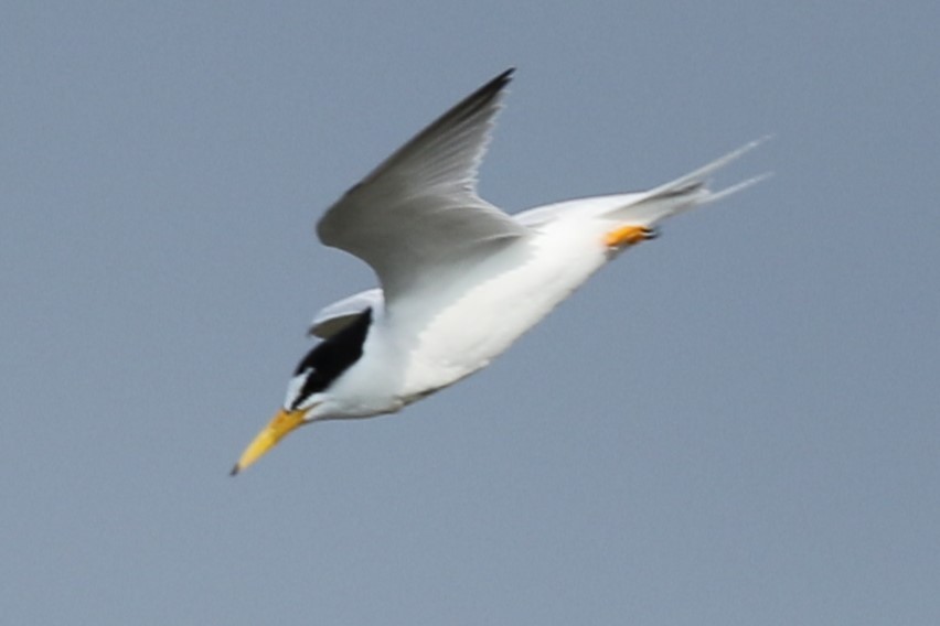Least Tern - ML638898676