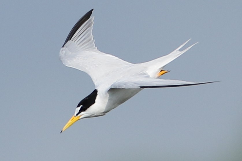 Least Tern - ML638898685