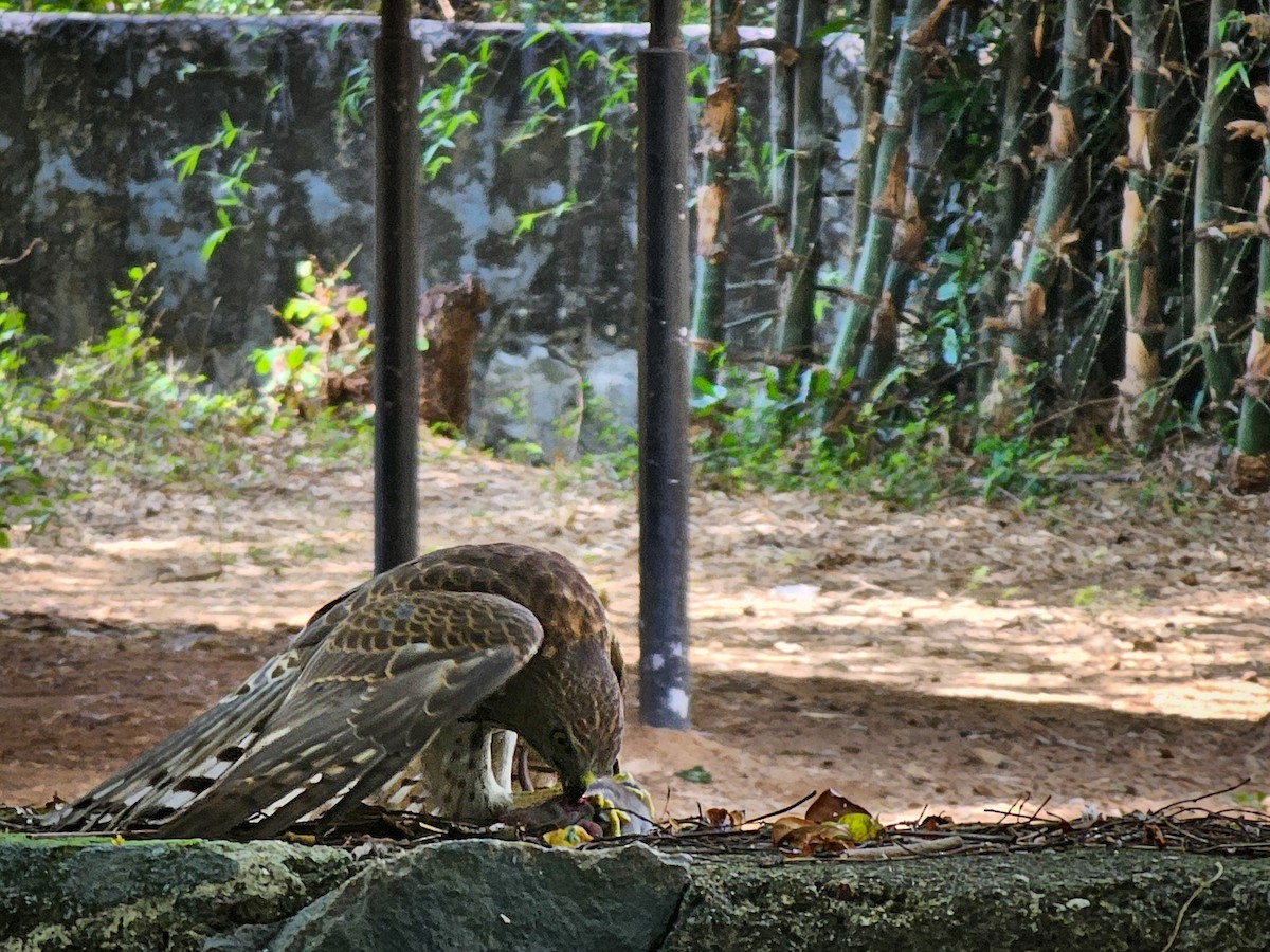 Shikra - ML638898713