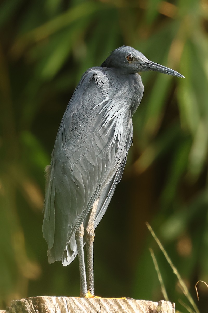 Black Heron - ML638898781