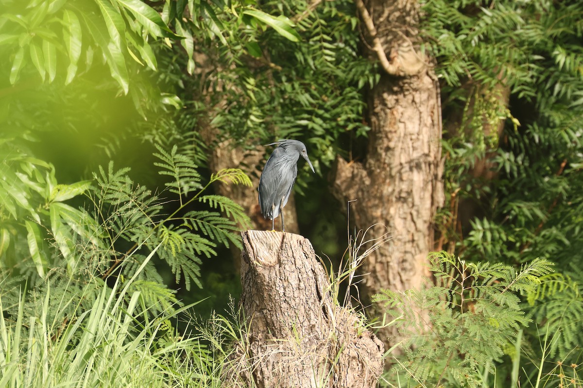 Black Heron - ML638898784