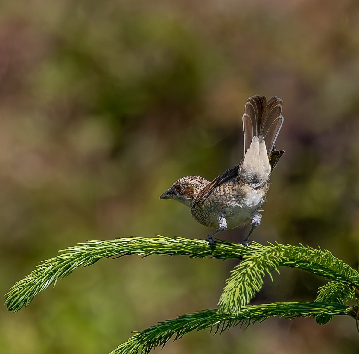 Red-backed Shrike - ML638898814