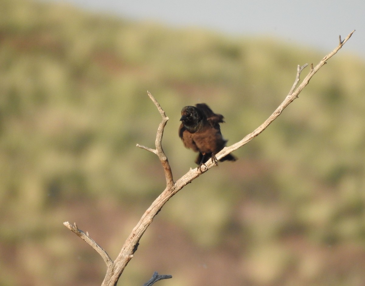Common Grackle - ML638898870