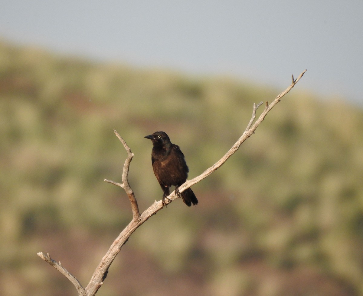 Common Grackle - ML638898871