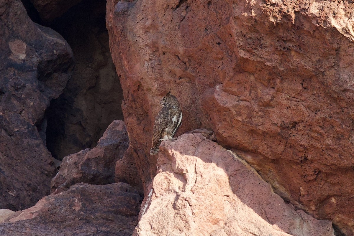 Great Horned Owl - ML638898919