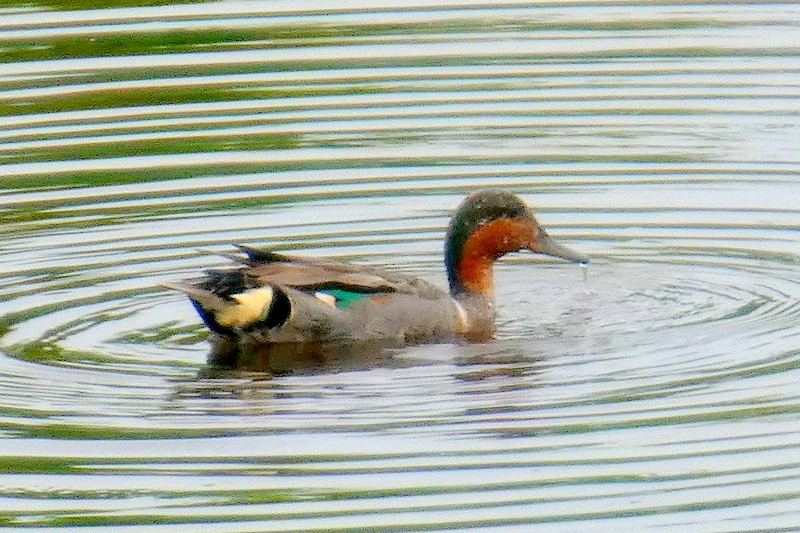Green-winged Teal - ML638898937
