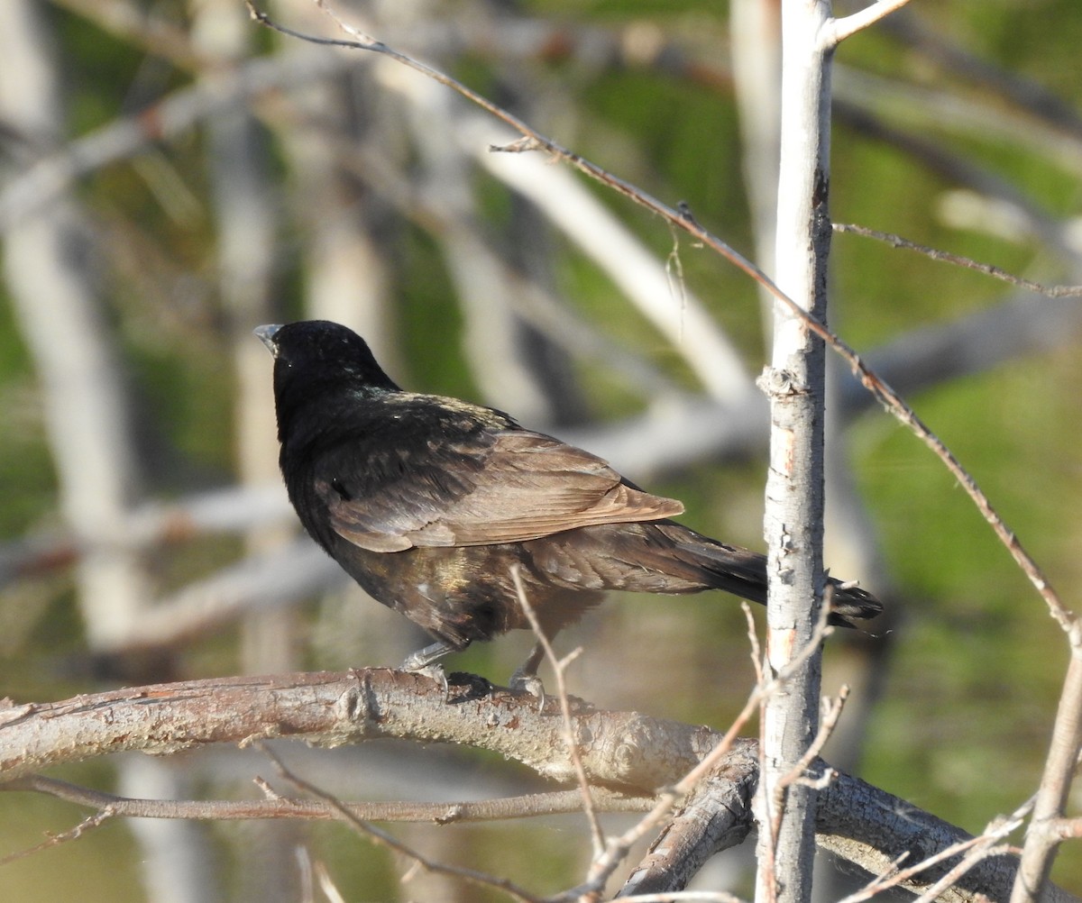 Common Grackle - ML638898939