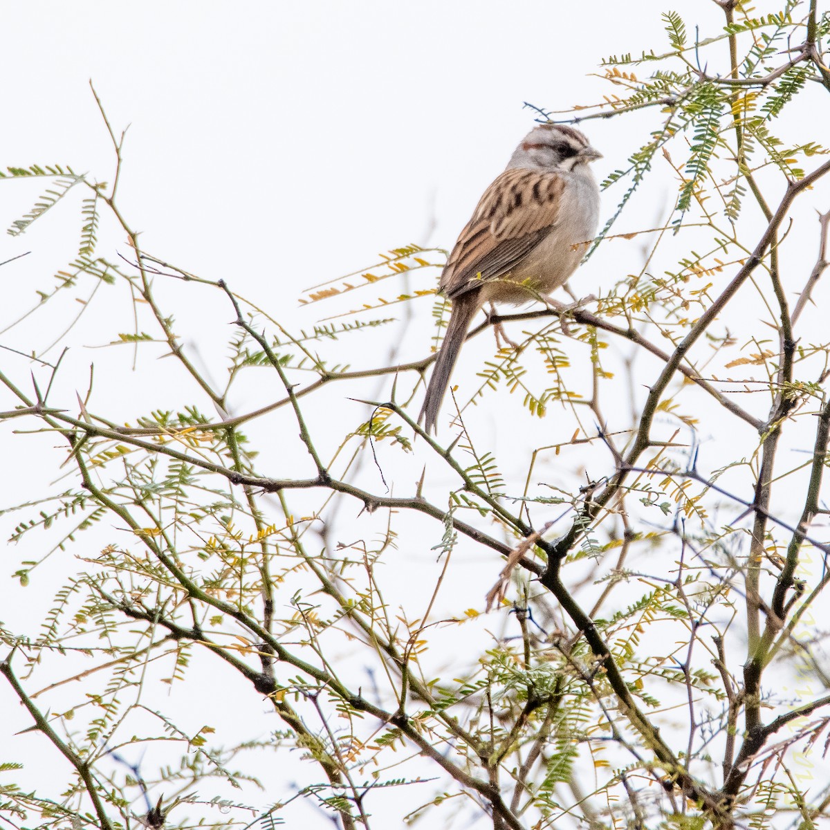 Yungas Sparrow - ML638899018