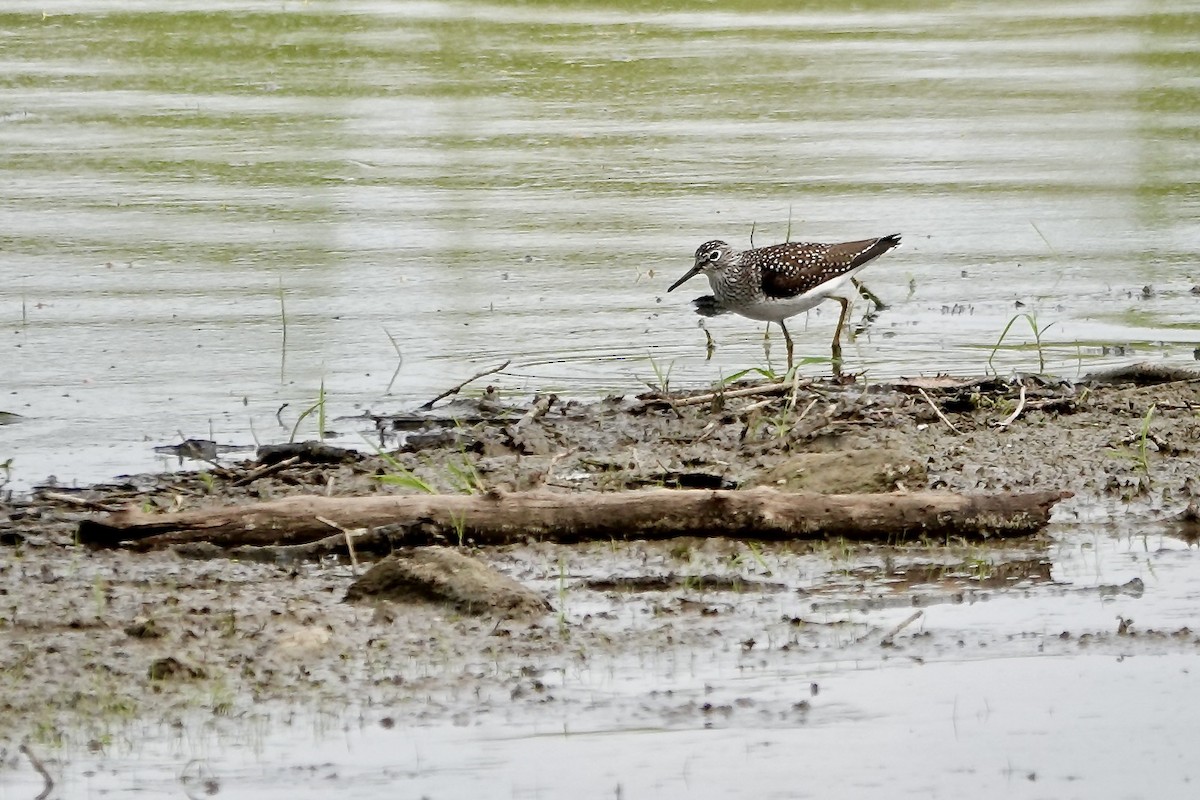 Solitary Sandpiper - ML638899106