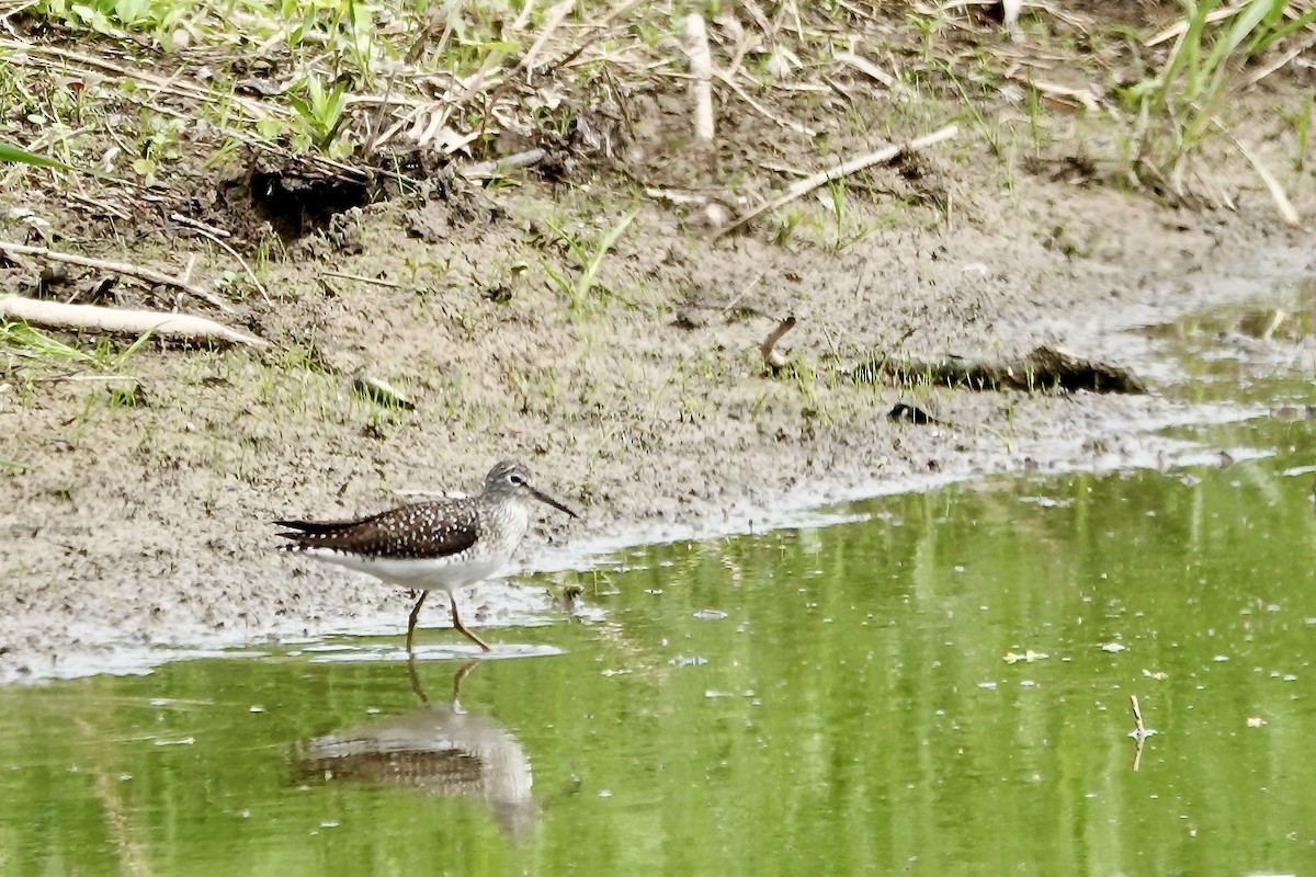 Solitary Sandpiper - ML638899107