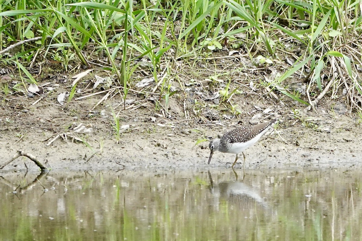 Solitary Sandpiper - ML638899108