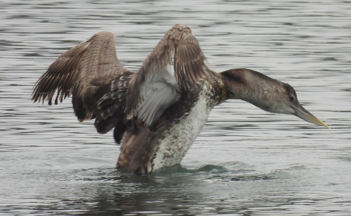 Plongeon à bec blanc - ML638899110