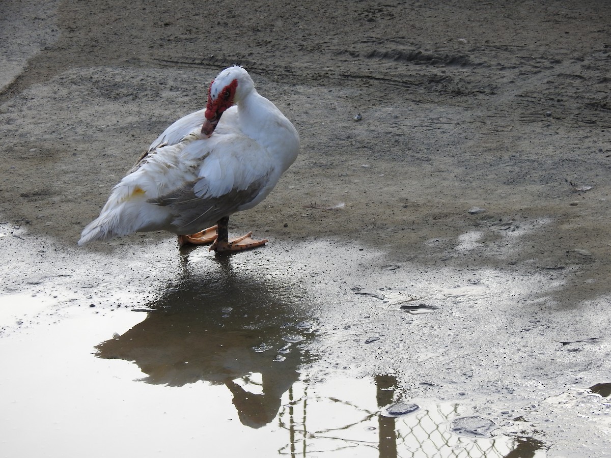 Muscovy Duck (Domestic type) - ML638899134