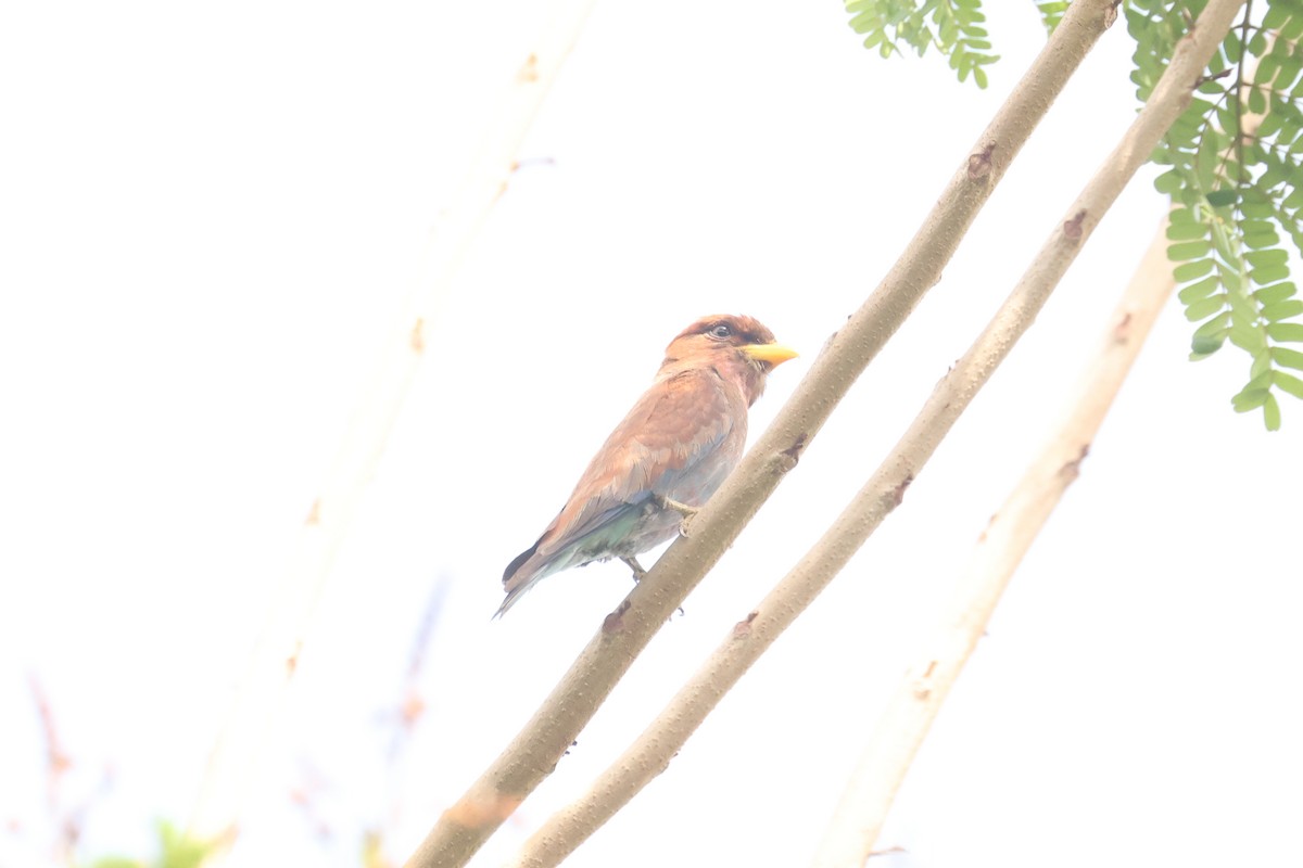 Broad-billed Roller - ML638899144