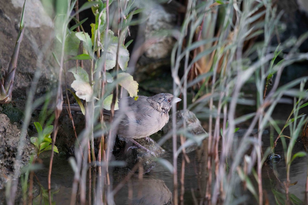 Abert's Towhee - ML638899202
