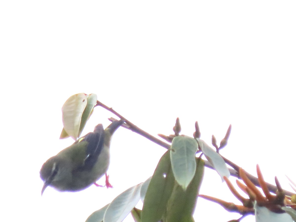 Red-legged Honeycreeper - ML638899208