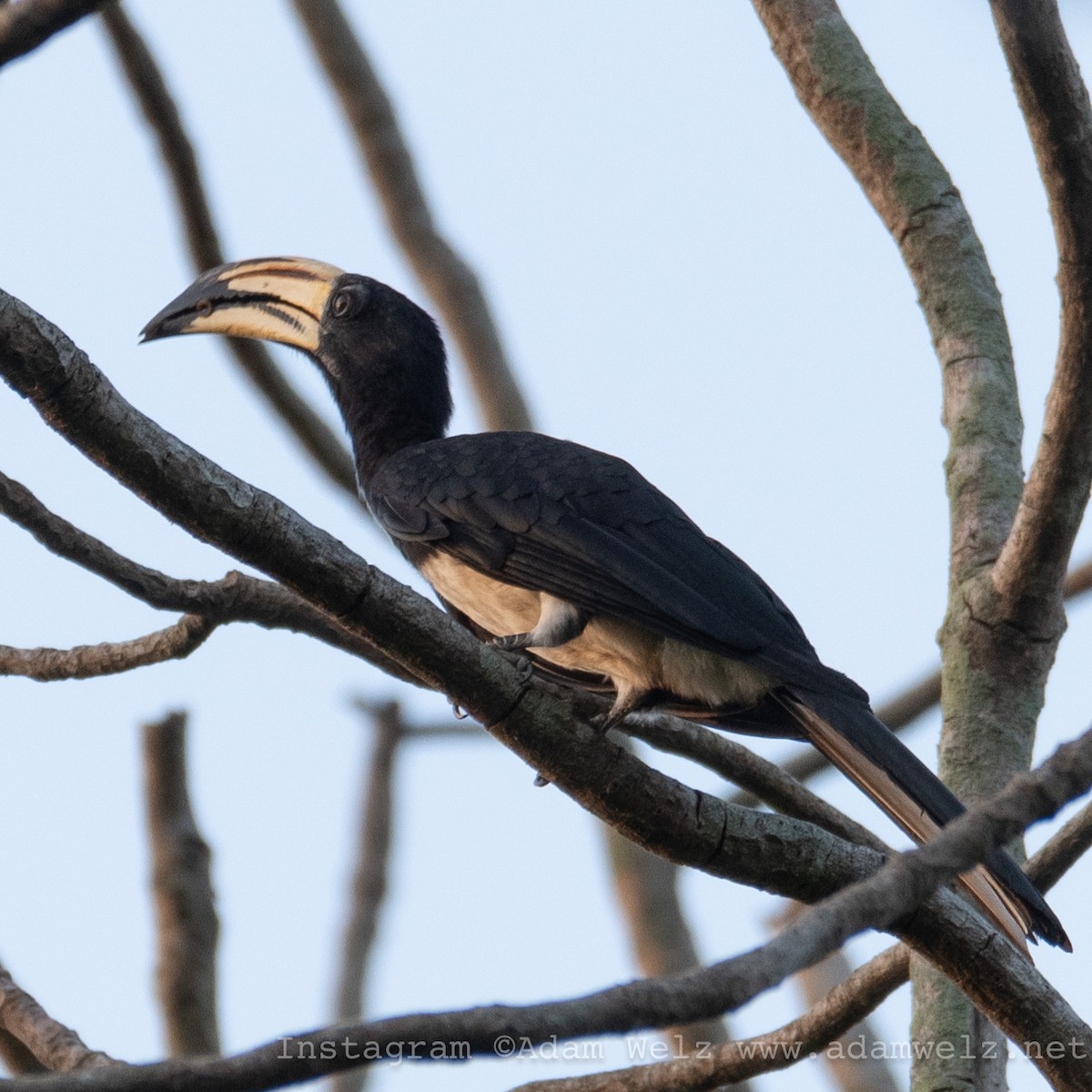 rødstripetoko - ML638899224