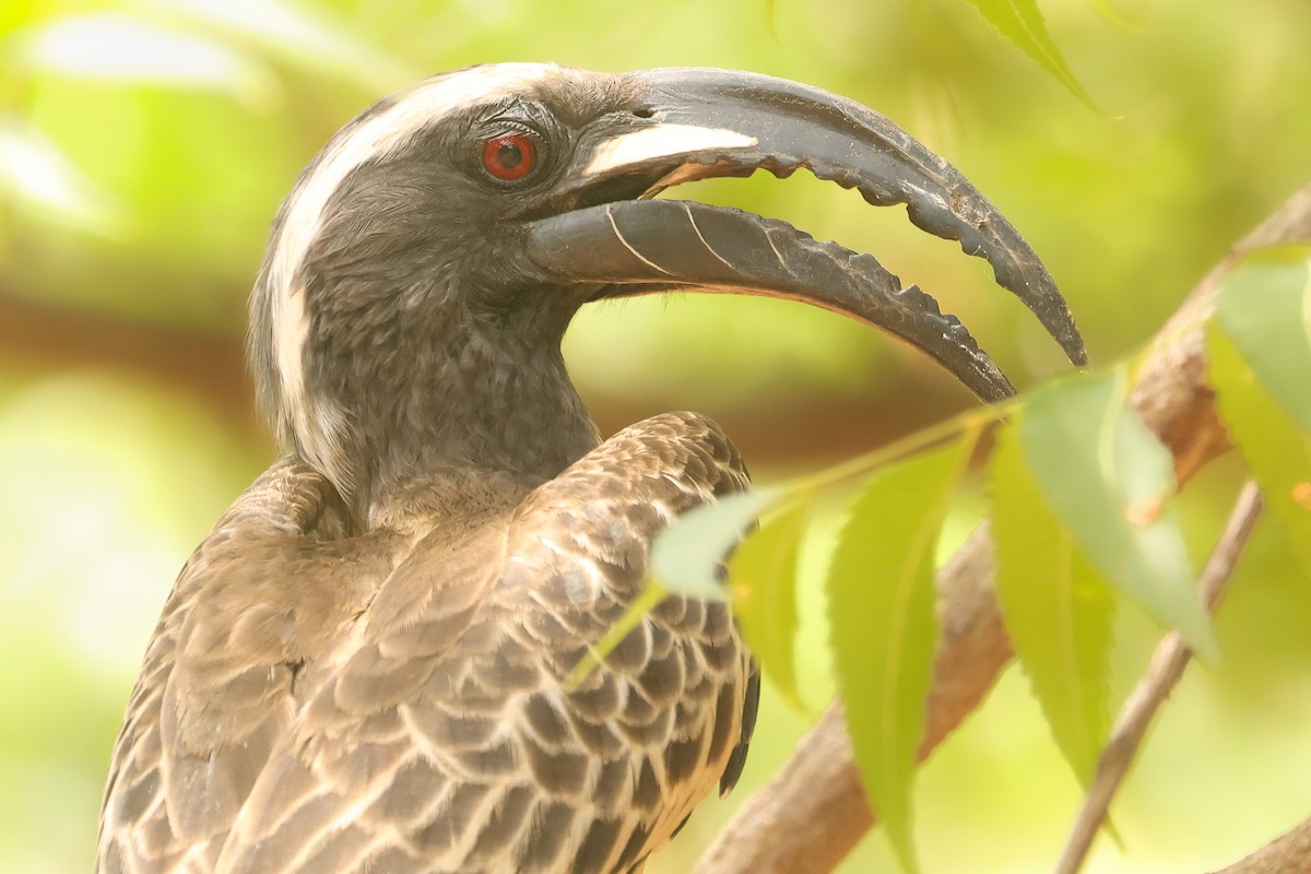 gråtoko - ML638899246