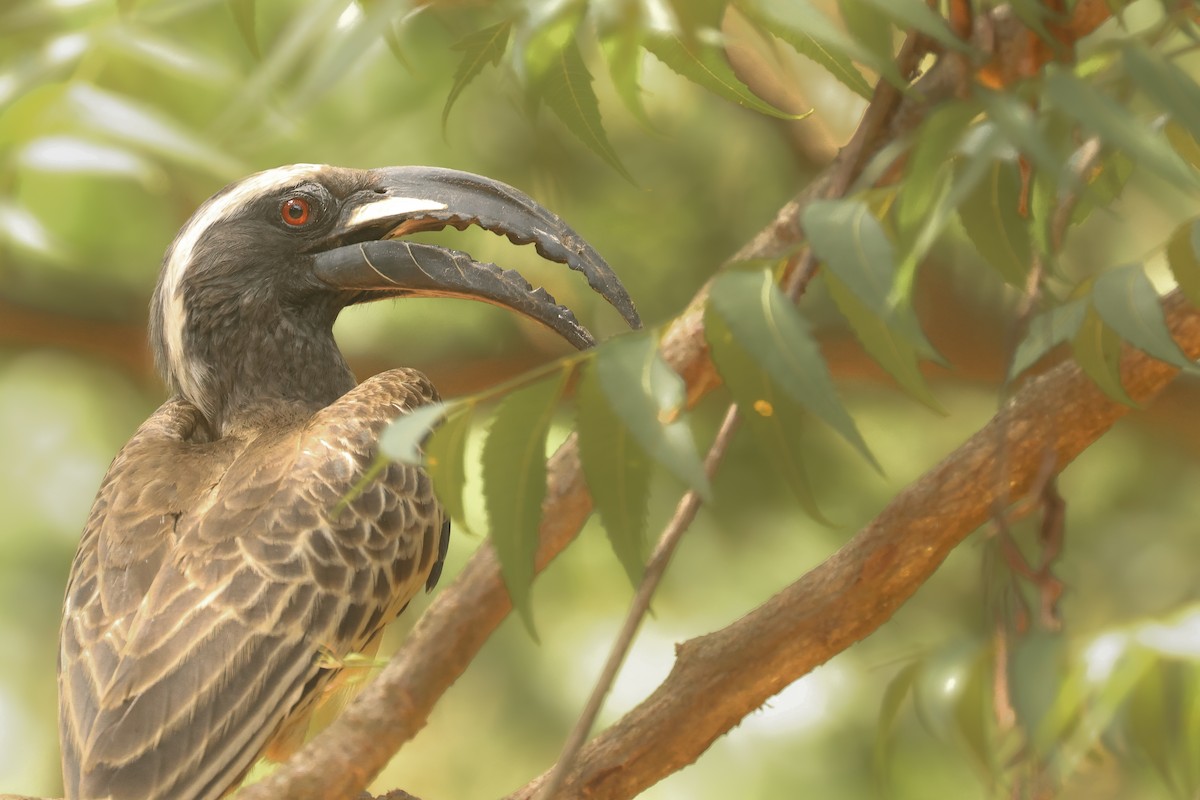 gråtoko - ML638899247