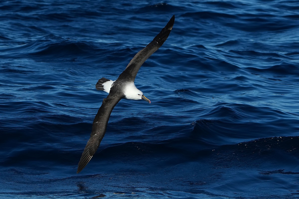 Indian Yellow-nosed Albatross - ML638899262