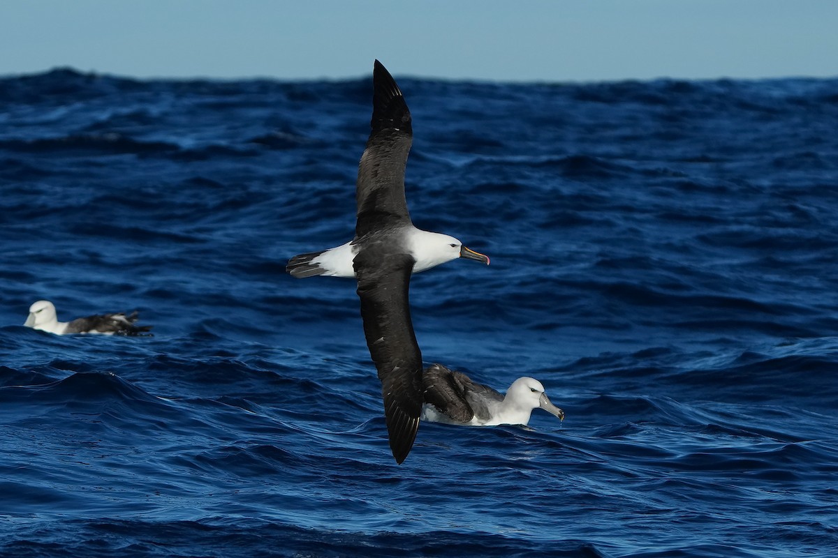 Indian Yellow-nosed Albatross - ML638899263