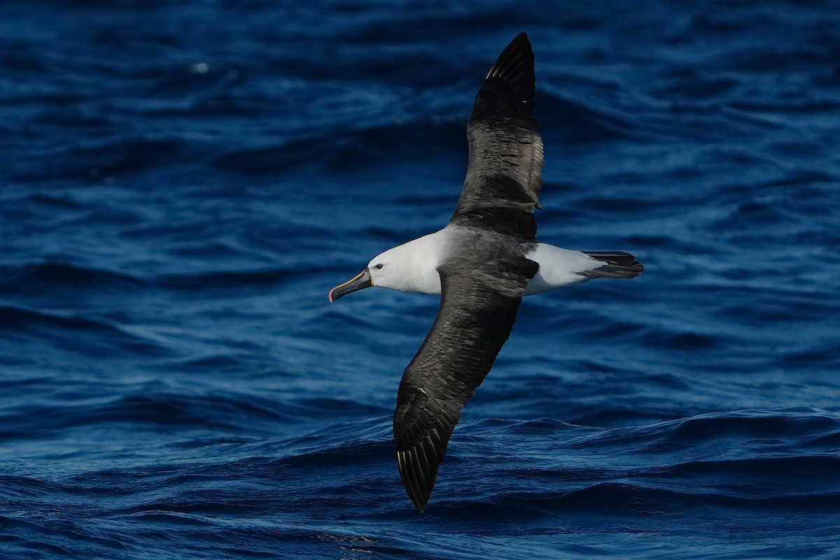 Indian Yellow-nosed Albatross - ML638899264