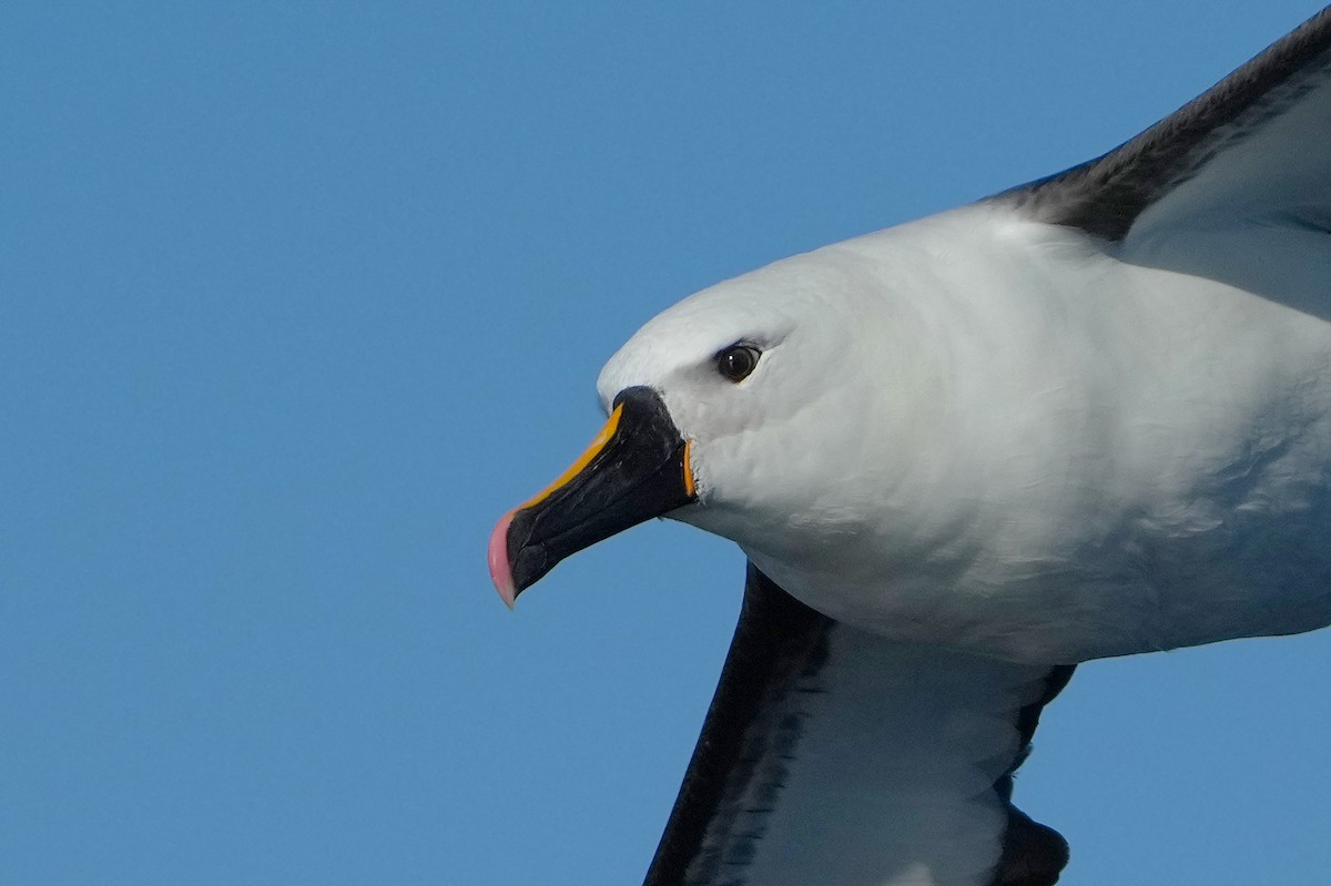 Indian Yellow-nosed Albatross - ML638899265