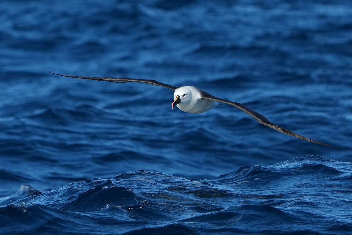 Indian Yellow-nosed Albatross - ML638899266