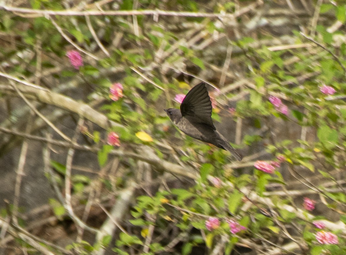 Dusky Crag-Martin - ML638899271