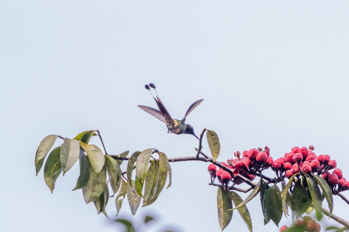 Racket-tipped Thorntail - ML638899280