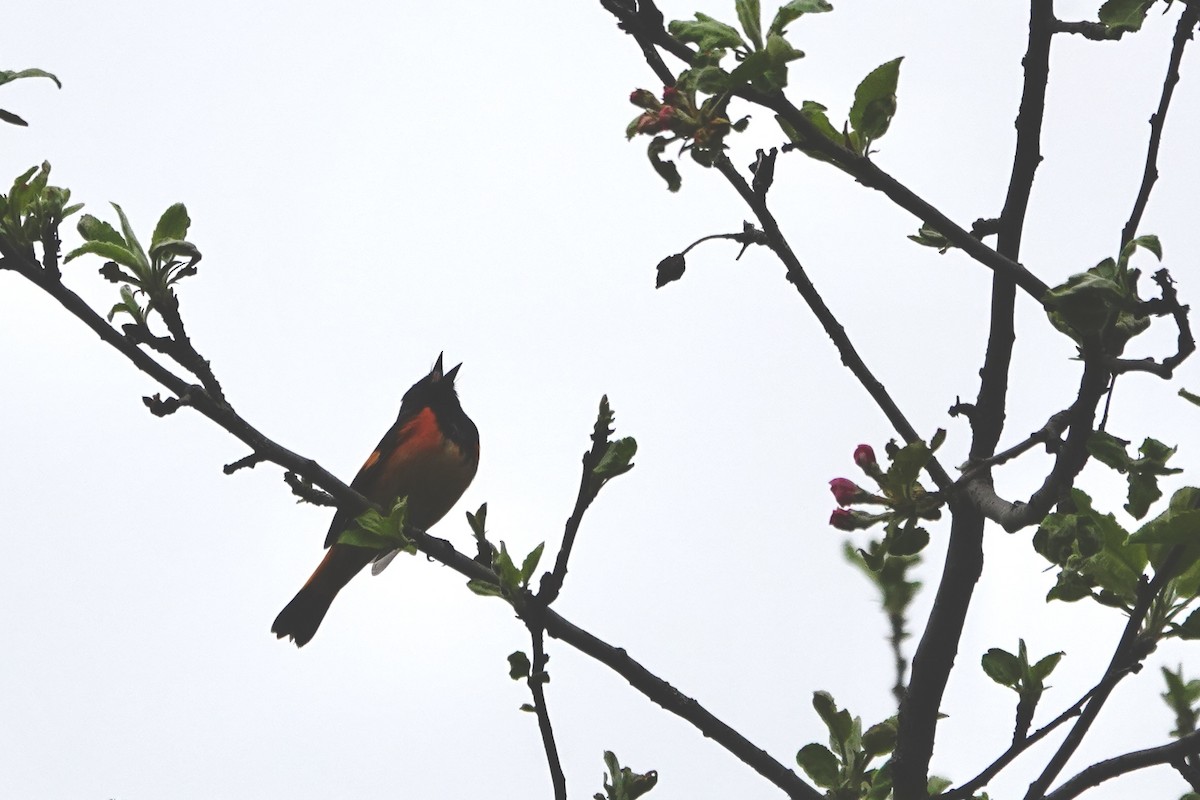 rødstjertparula - ML638899293