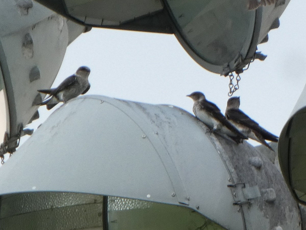 Purple Martin - ML638899302