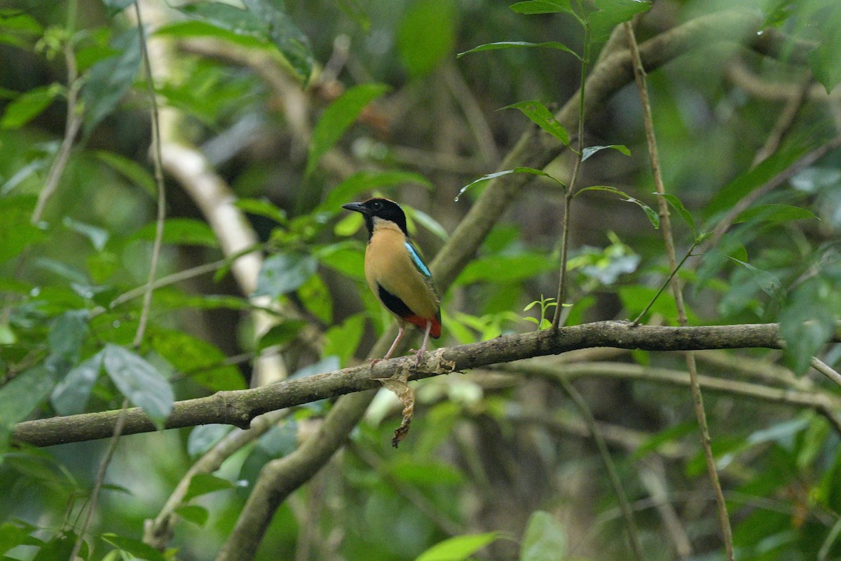 ornatpitta - ML638899308