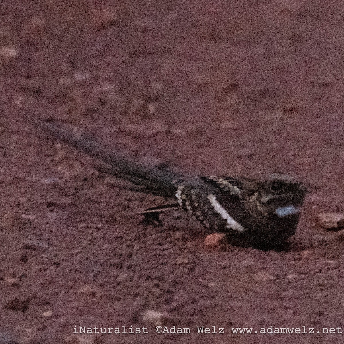 Long-tailed Nightjar - ML638899313
